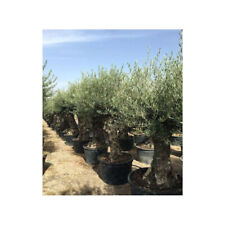 Ulivo olivo "Olea europea" bonsai in vaso 230 l circ. tronco 70/90 cm FOTO REALI usato  Valmacca