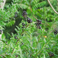 Ligustrum vulgare troène d'occasion  Pouzauges