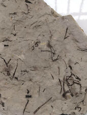 Ediacara biota fossil d'occasion  Expédié en Belgium
