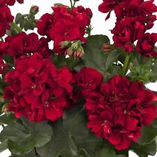Double red geranium for sale  Ravensdale
