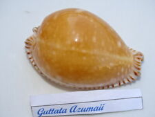 Guttata azumai 51mm d'occasion  Frejus