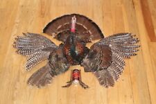 Turkey mount taxidermy for sale  Brandon