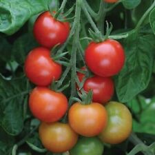 Varieties tomato bare for sale  FELTHAM