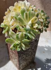 Aeonium domesticum variegata for sale  Shipping to Ireland