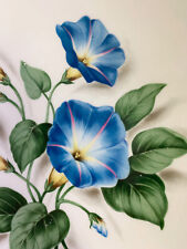 Dramatic morning glory for sale  Mellen