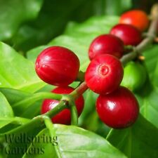 Coffee plant coffea for sale  Lakeland