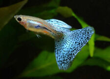 Blue grass guppy for sale  UK