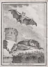 Murciélago Bat Chauve Souris Dibujo Dessin 1780 segunda mano  Embacar hacia Argentina