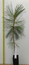 Ponderosa pine inch for sale  Albany