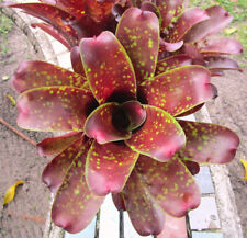 Bromeliad neoregelia chlorosti for sale  Miami