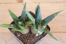 Lage plants ariocarpus for sale  Shipping to Ireland