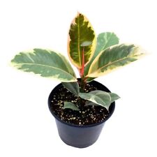 Ficus elastica tineke for sale  Apopka