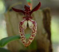 Bulb. lasiochilum orchid natural form = orchid bottle - excellent quality!! NEW! for sale  Shipping to South Africa