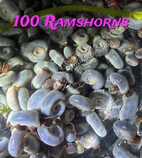 100 blue ramshorn for sale  THORNTON-CLEVELEYS