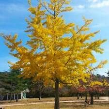 Gingko tree seeds for sale  Indianapolis