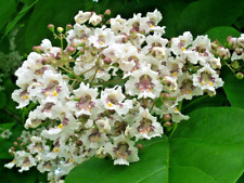 Southern catalpa seeds d'occasion  Expédié en Belgium