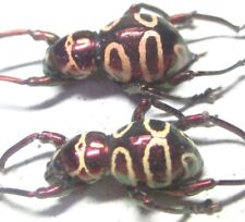 L001 MI : Pachyrrhynchus davaoensis 2pcs. 12.5mm/14mm for sale  Shipping to South Africa