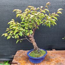 bonsai prunus usato  Vilminore Di Scalve