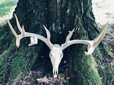 Taxidermy nice antler for sale  Signal Mountain