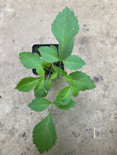 Fraxinus pennsylvanica green for sale  Modesto