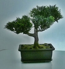 Künstlicher bonsai nadelbaum gebraucht kaufen  Hage