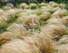 Zartes federgras stipa gebraucht kaufen  Eslohe