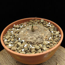 Adenia ovata,Caudex,Euphorbia,Succulent Plants, used for sale  Shipping to South Africa