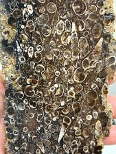 Turritella agate fossil for sale  Orlando