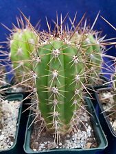 Columnar cactus plant for sale  PENZANCE