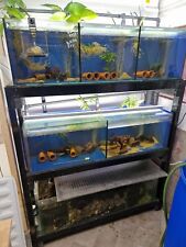 Fish racks tanks for sale  UK