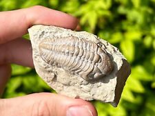 Nice oklahoma fossil for sale  Coppell