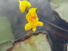 Utricularia australis hardy for sale  Shipping to Ireland