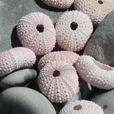 Pink sea urchin for sale  ILMINSTER
