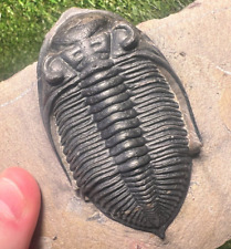 Trilobite zlichovaspis fossil d'occasion  Expédié en Belgium