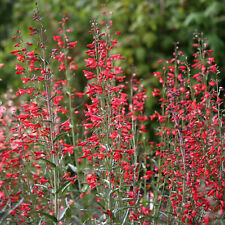 Penstemon twizzle scarlet for sale  WITHAM