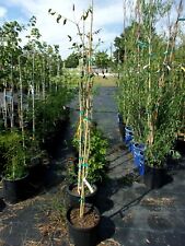 Golden raintree trees for sale  Ben Wheeler