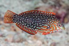 Orange checkerboard wrasse for sale  HAYWARDS HEATH