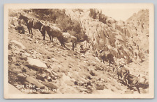 Postcard rppc mule for sale  San Jose