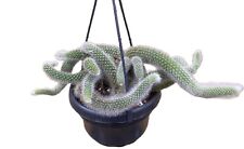 Monkey tail cactus for sale  LEEDS