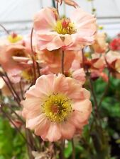 Geum mai tai for sale  STOKE-ON-TRENT