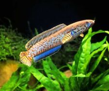 Dwarf rainbow snakehead for sale  BIRMINGHAM