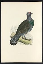 British birds capercaillie for sale  BOURNE END