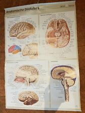 Anatomische bildtafel cerebrum gebraucht kaufen  Emmendingen