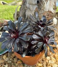 Black rose deep for sale  Melbourne