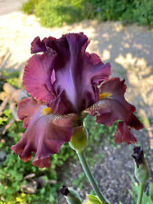 Schwertlilie iris cinque gebraucht kaufen  Tussenhausen