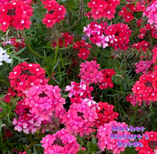 Verbena moss sweetheart for sale  Sevierville