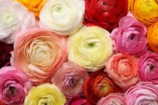 Mixed peony ranunculus for sale  Russell