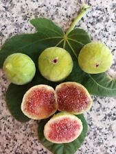 Aspra fig tree for sale  Shipping to Ireland