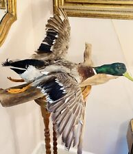 Duck wall mounts for sale  Camden