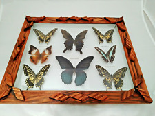 Vintage butterfly collection for sale  WORTHING